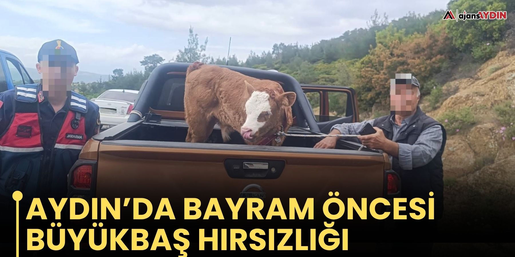 Aydın’da bayram öncesi büyükbaş hırsızlığı