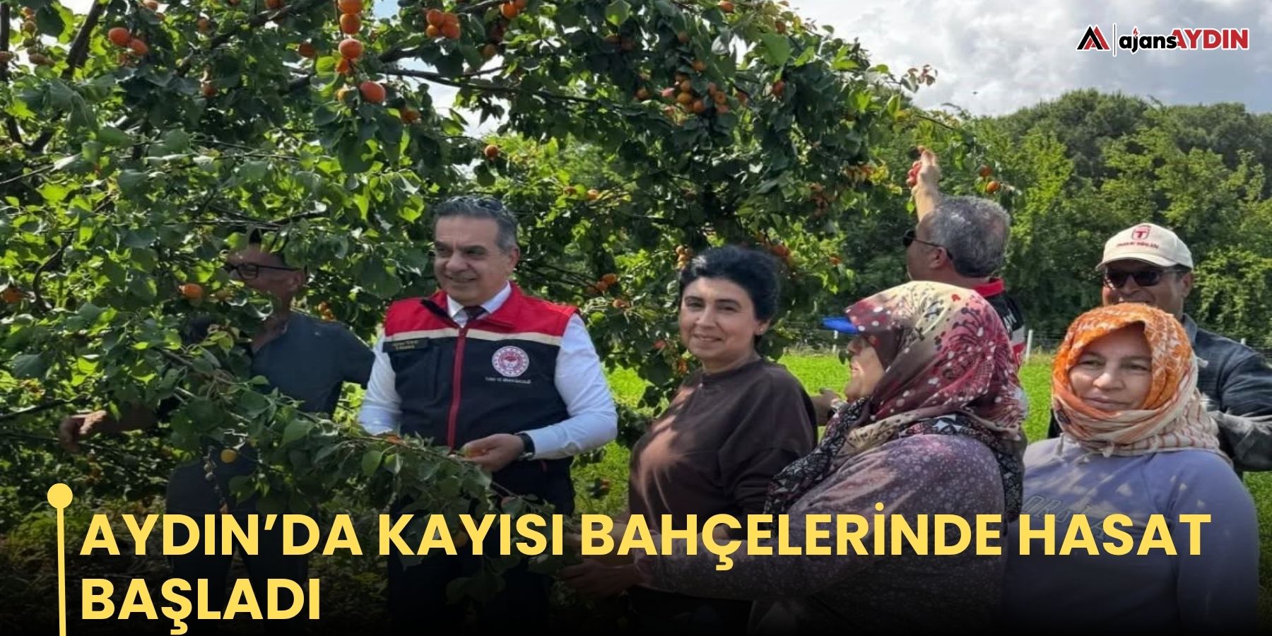 Aydın’da kayısı bahçelerinde hasat başladı