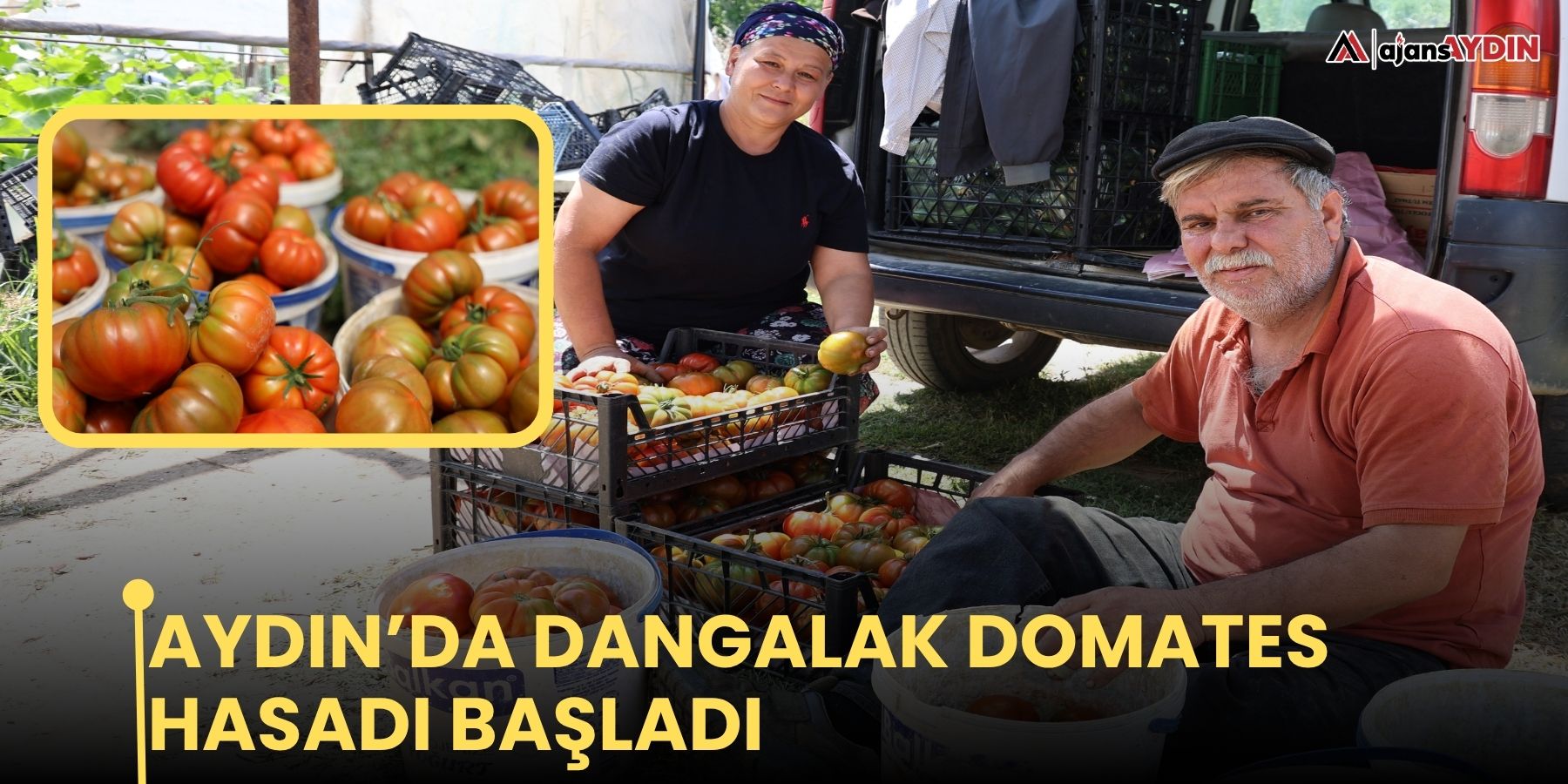 Aydın’da dangalak domates hasadı başladı