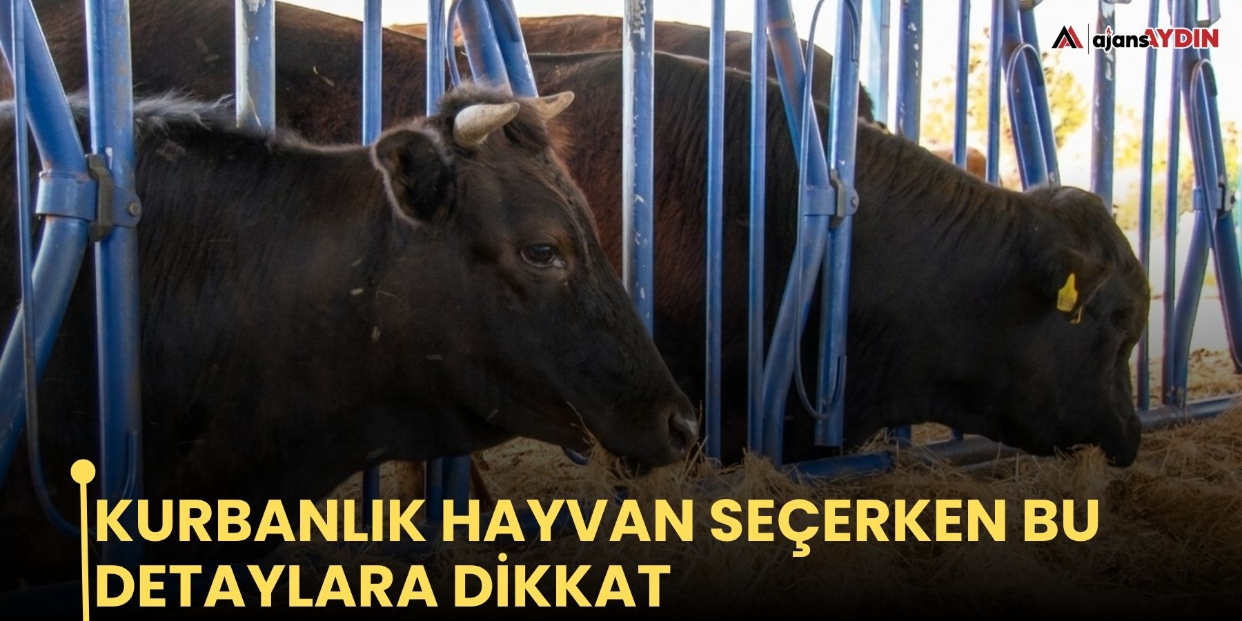 Kurbanlık hayvan seçerken bu detaylara dikkat