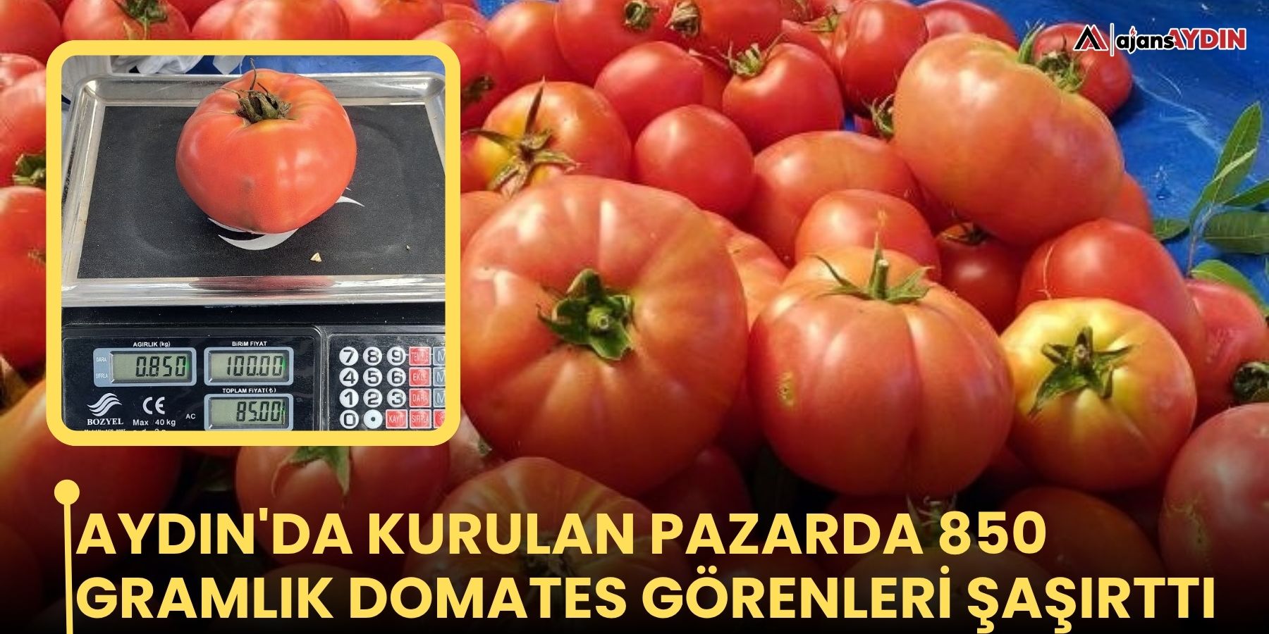 Aydın'da kurulan pazarda 850 gramlık domates görenleri şaşırttı