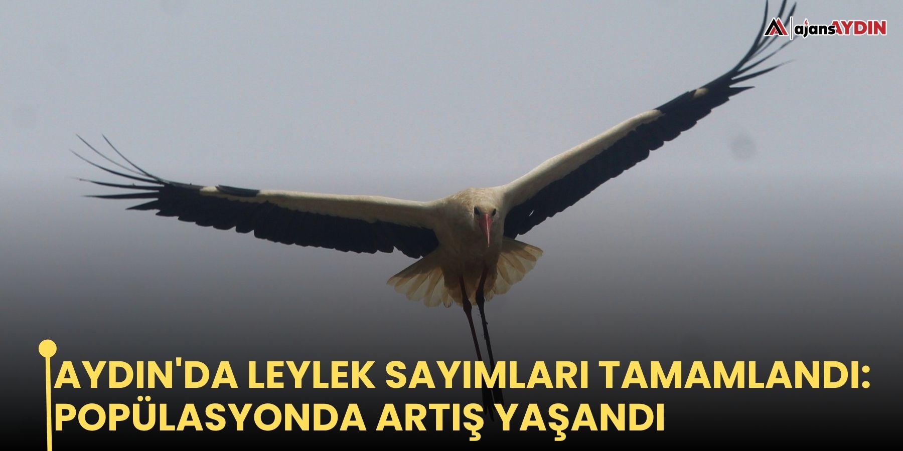 Aydın'da leylek sayımları tamamlandı: popülasyonda artış yaşandı