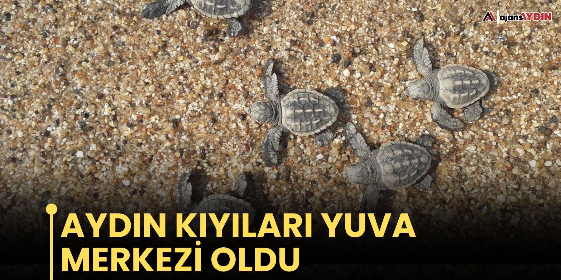 Aydın kıyıları yuva merkezi oldu
