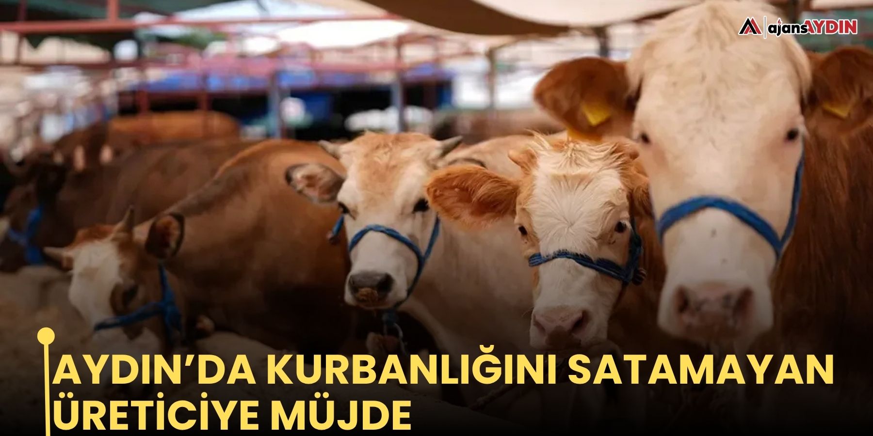 Aydın’da kurbanlığını satamayan üreticiye müjde
