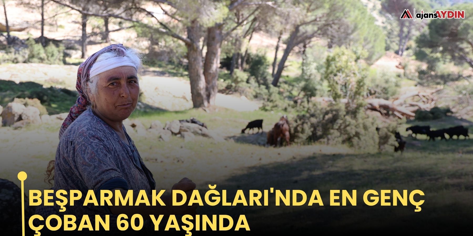 Beşparmak Dağları'nda en genç çoban 60 yaşında