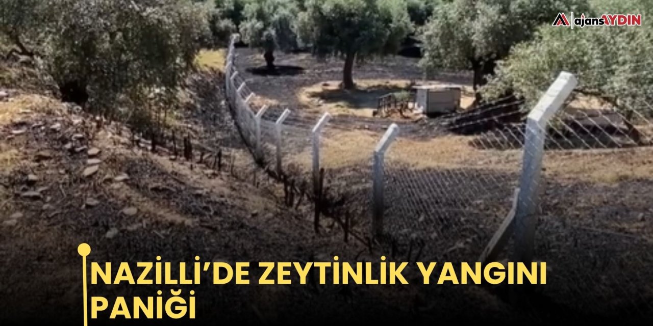 Nazilli’de zeytinlik yangını paniği