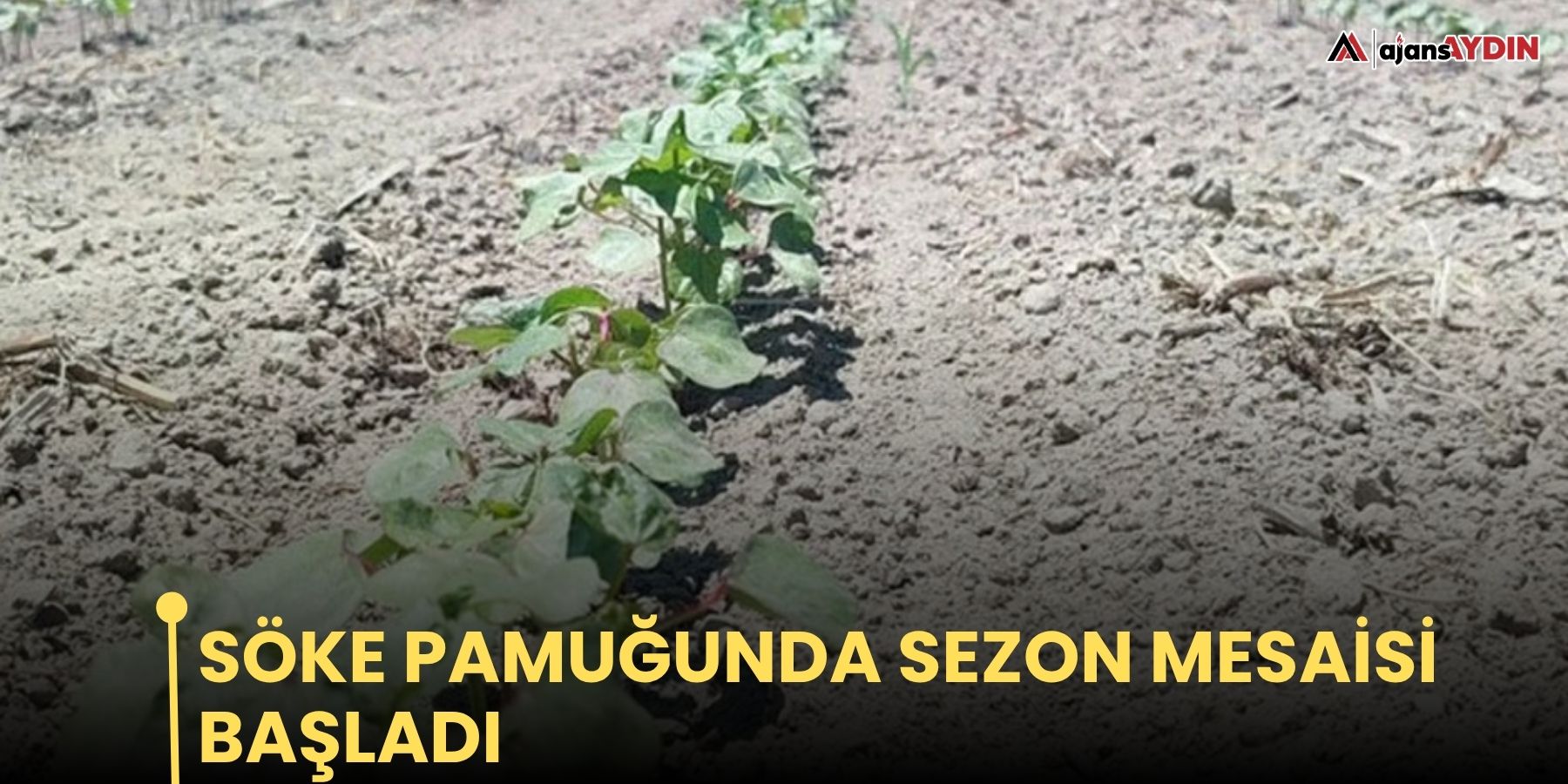 Söke pamuğunda sezon mesaisi başladı