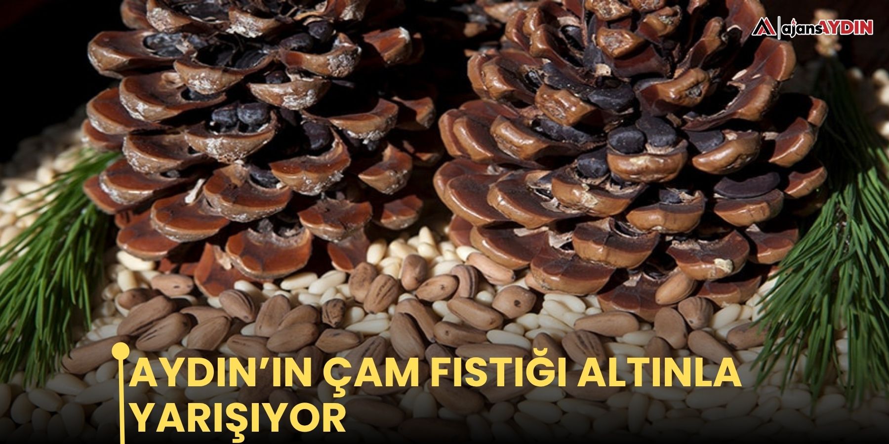 Aydın’ın çam fıstığı altınla yarışıyor