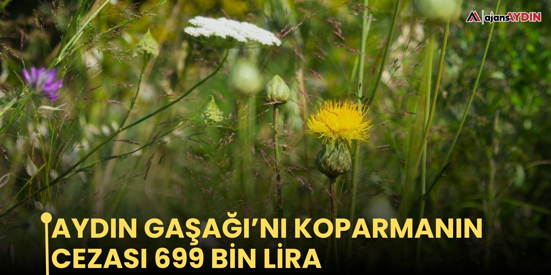 Aydın Gaşağı’nı koparmanın cezası 699 bin lira