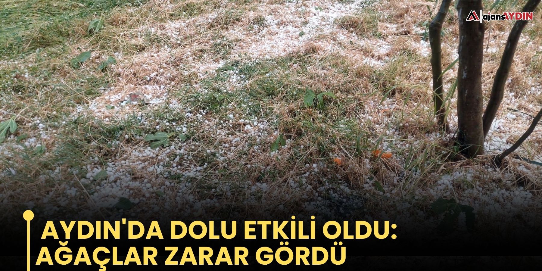 Aydın'da dolu etkili oldu, ağaçlar zarar gördü