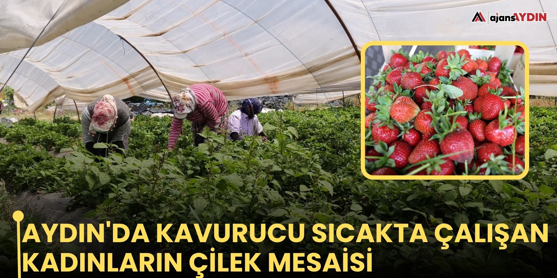 Aydın'da kavurucu sıcakta çalışan kadınların çilek mesaisi
