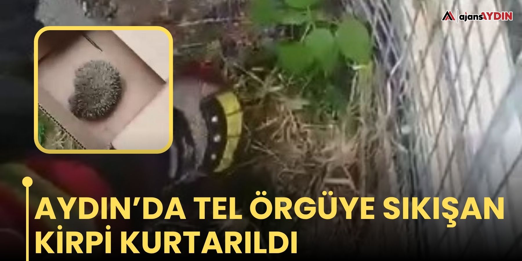 Aydın’da tel örgüye sıkışan kirpi kurtarıldı