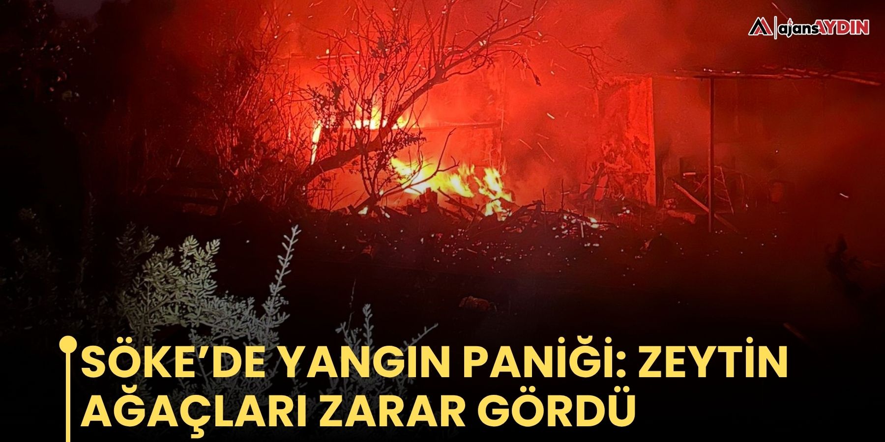Söke’de yangın paniği: zeytin ağaçları zarar gördü