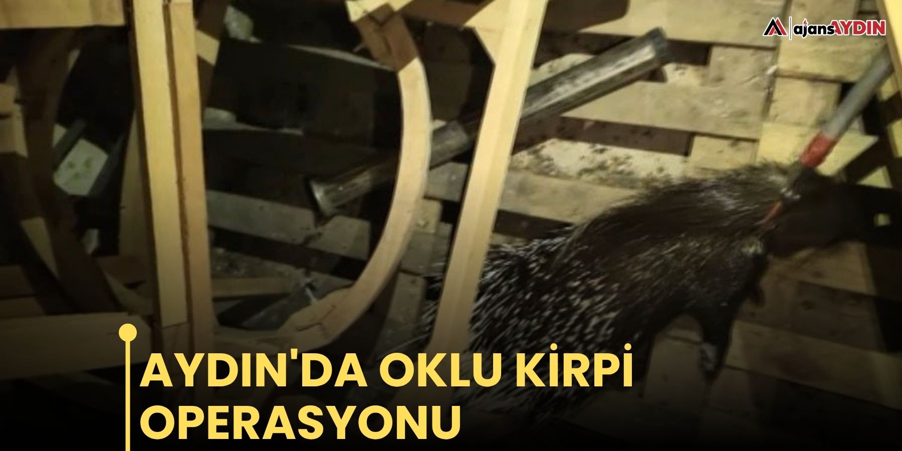 Aydın'da oklu kirpi operasyonu