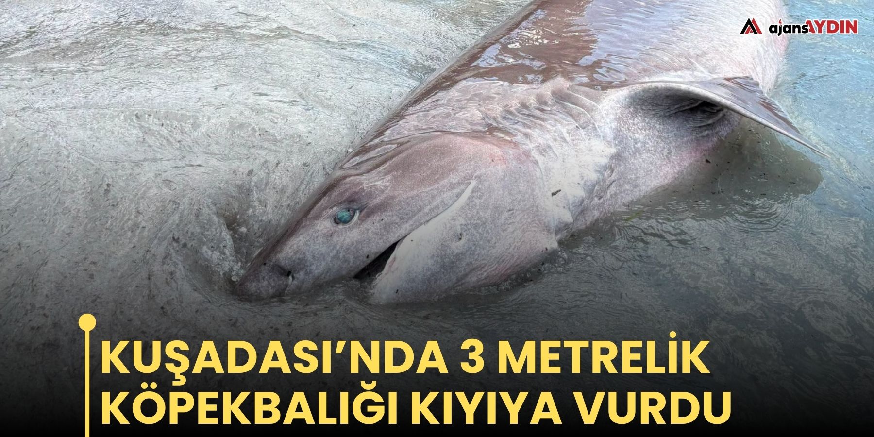 Kuşadası’nda 3 metrelik köpekbalığı kıyıya vurdu