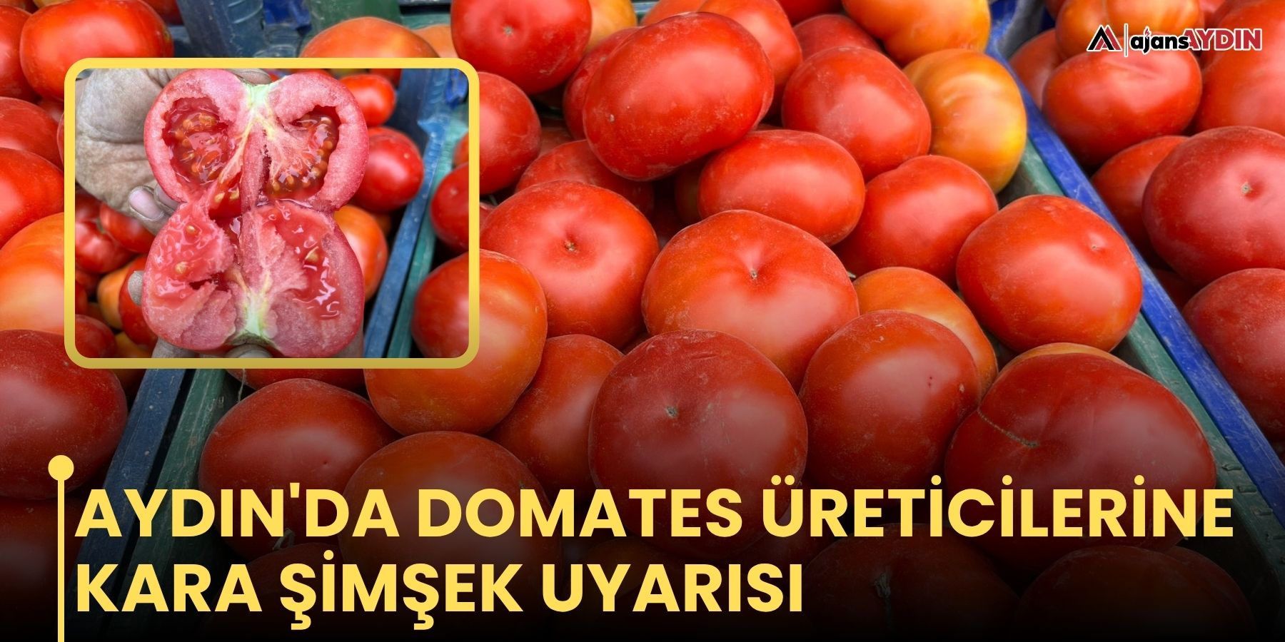 Aydın'da domates üreticilerine kara şimşek uyarısı