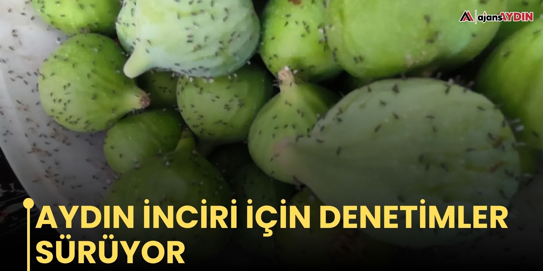 Aydın inciri için denetimler sürüyor