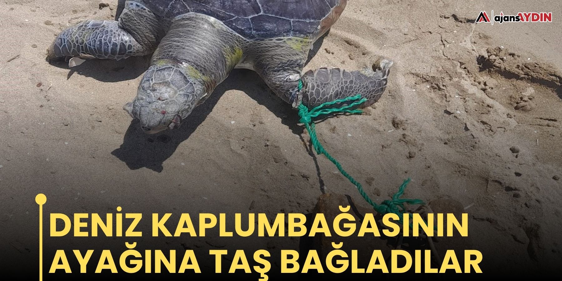 Deniz kaplumbağasının ayağına taş bağladılar