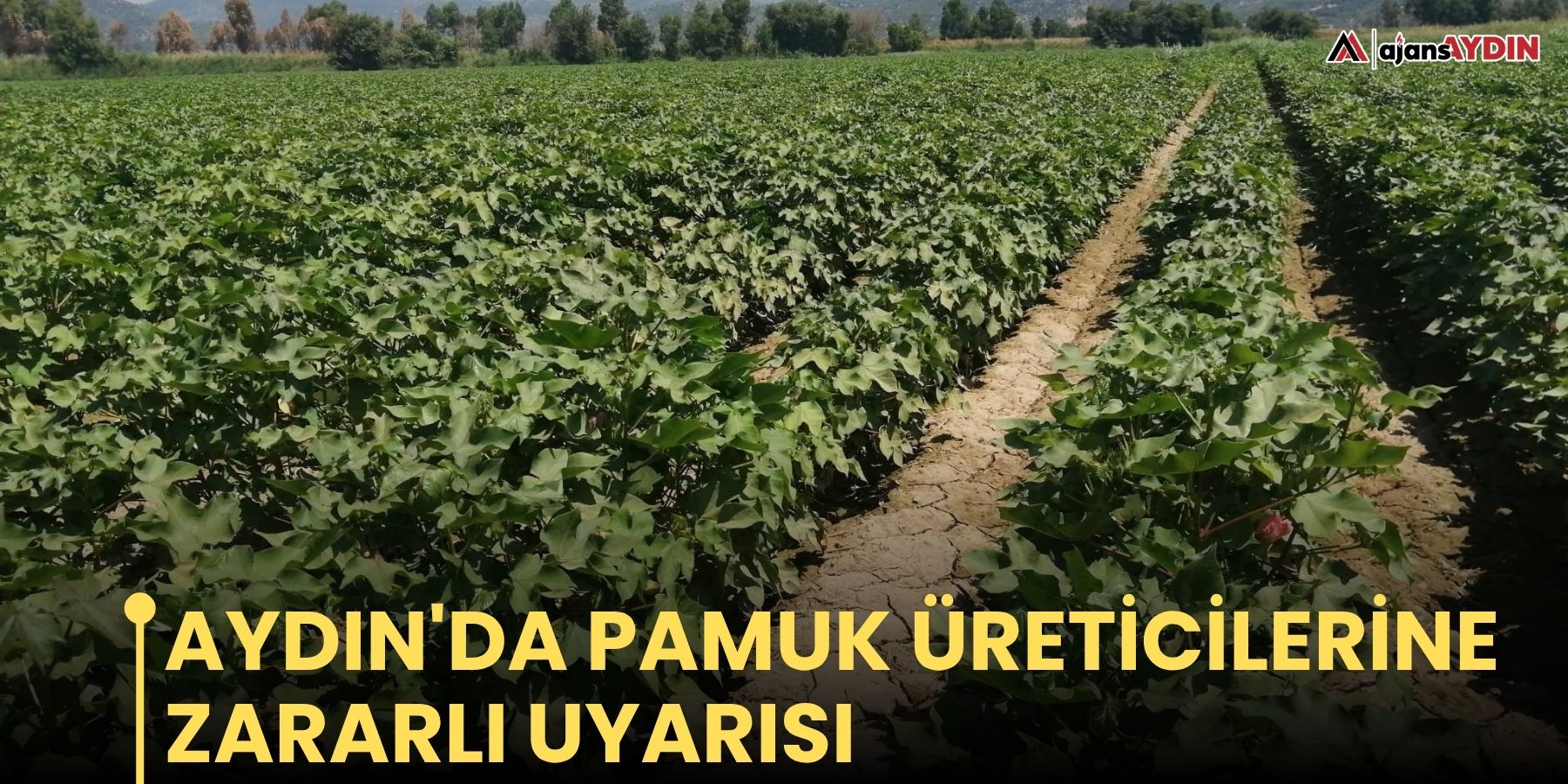 Aydın'da pamuk üreticilerine zararlı uyarısı
