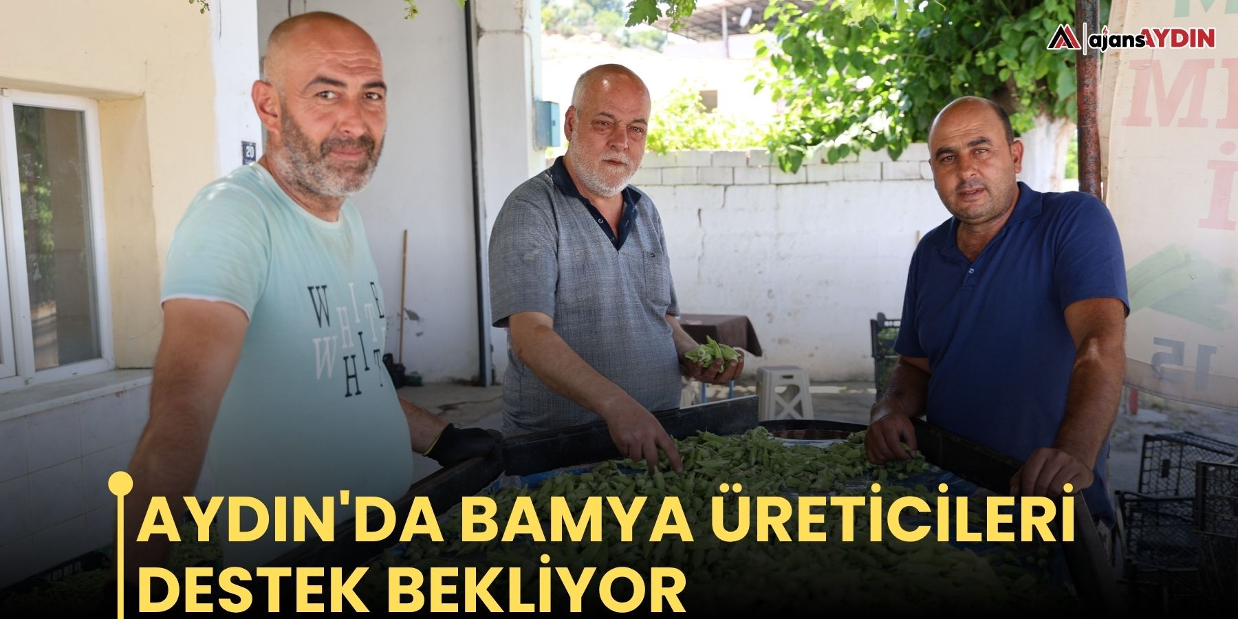 Aydın'da bamya üreticileri destek bekliyor