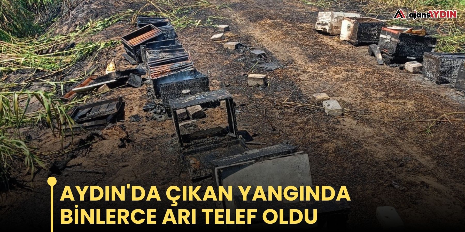 Aydın'da çıkan yangında binlerce arı telef oldu