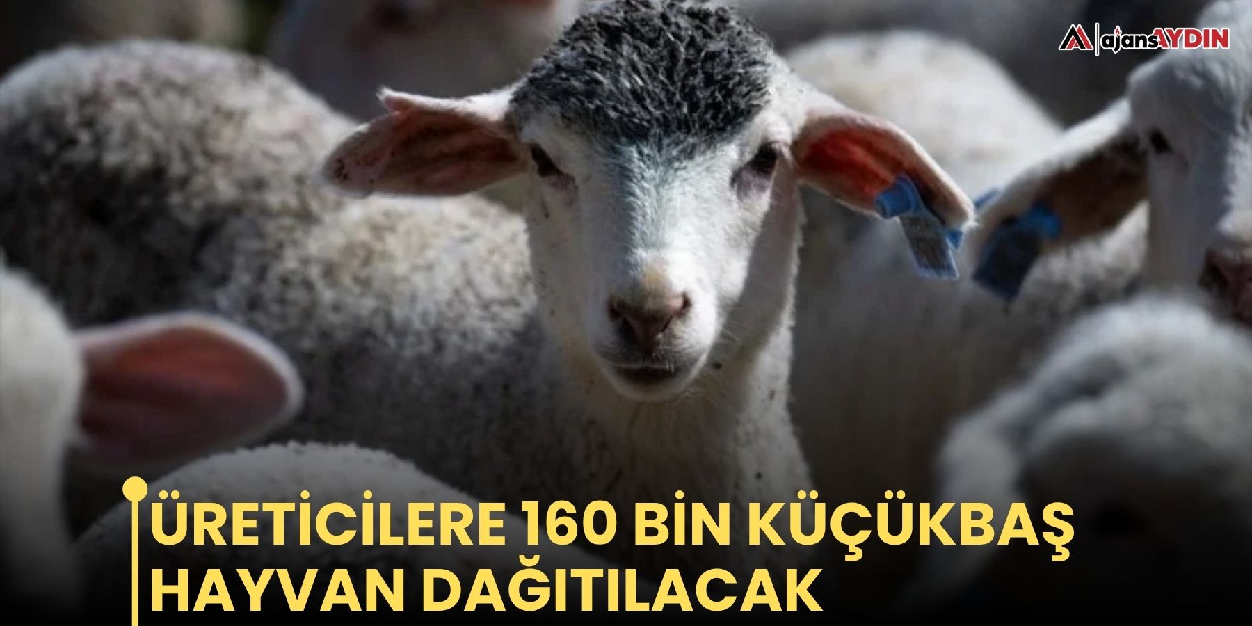 Üreticilere 160 bin küçükbaş hayvan dağıtılacak