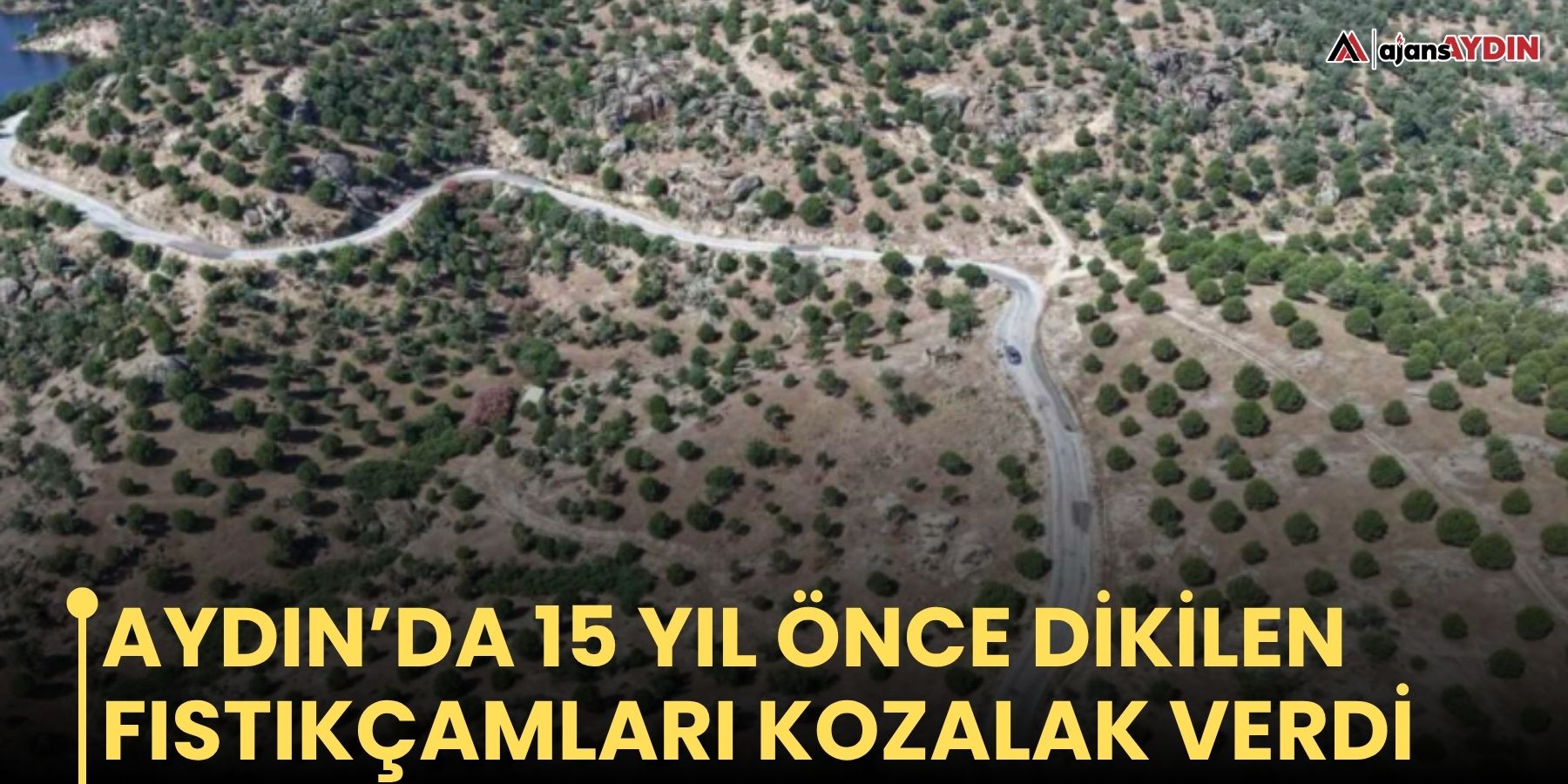 Aydın’da 15 yıl önce dikilen fıstıkçamları kozalak verdi