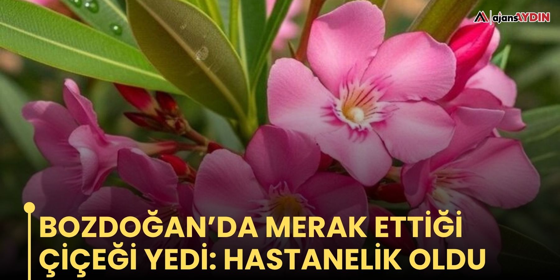 Bozdoğan’da merak ettiği çiçeği yedi: hastanelik oldu