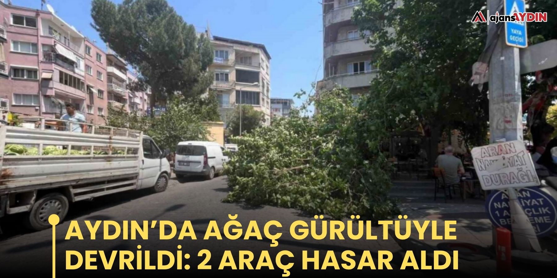 Aydın’da ağaç gürültüyle devrildi: 2 araç hasar aldı