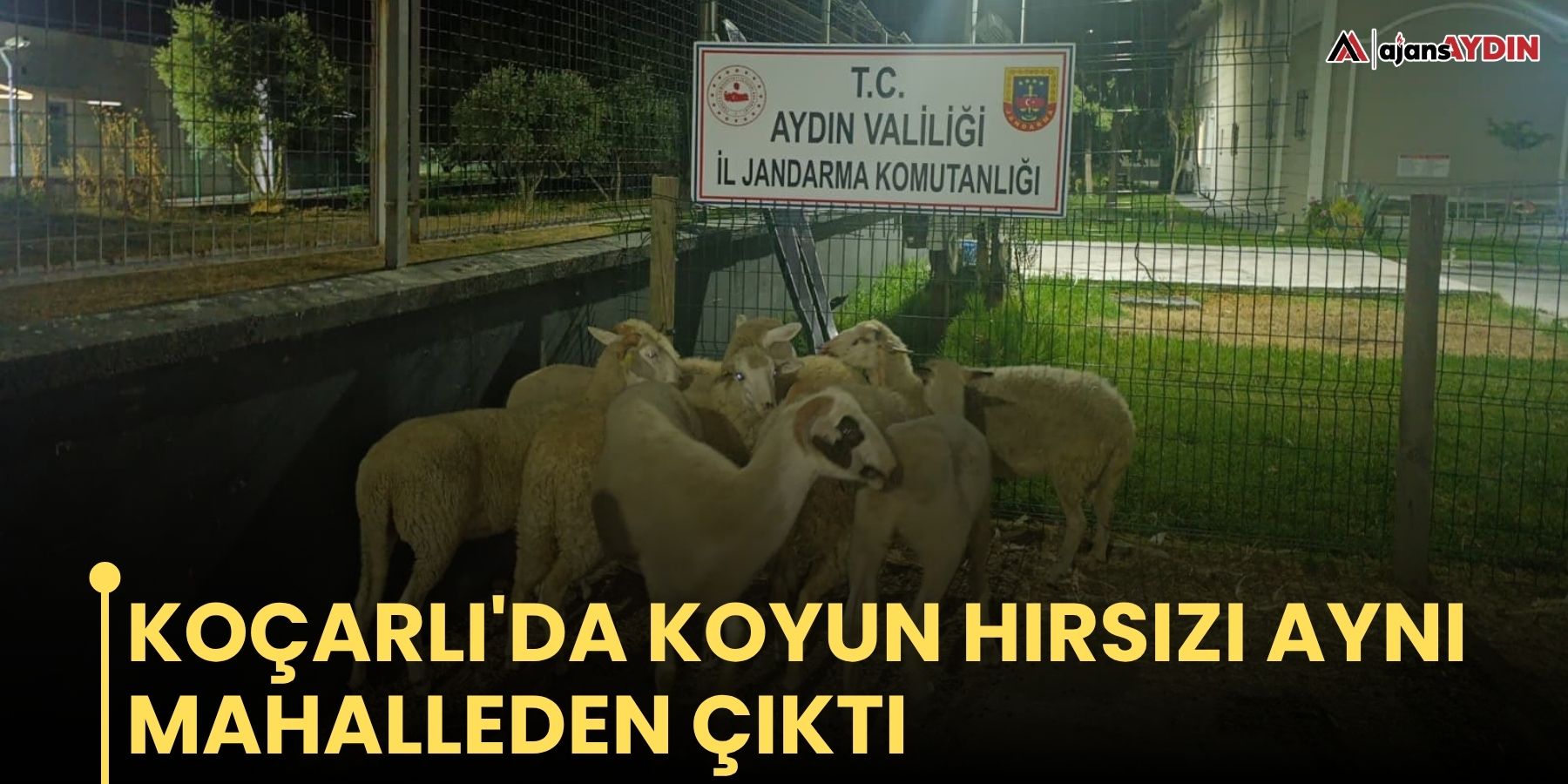 Koçarlı'da koyun hırsızı aynı mahalleden çıktı