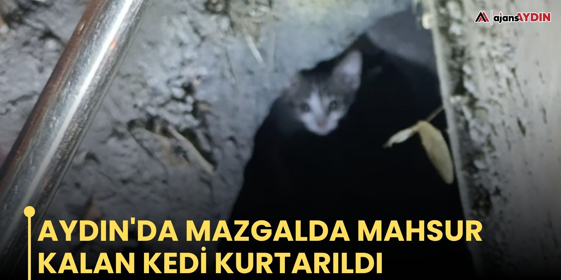 Aydın'da mazgalda mahsur kalan kedi kurtarıldı