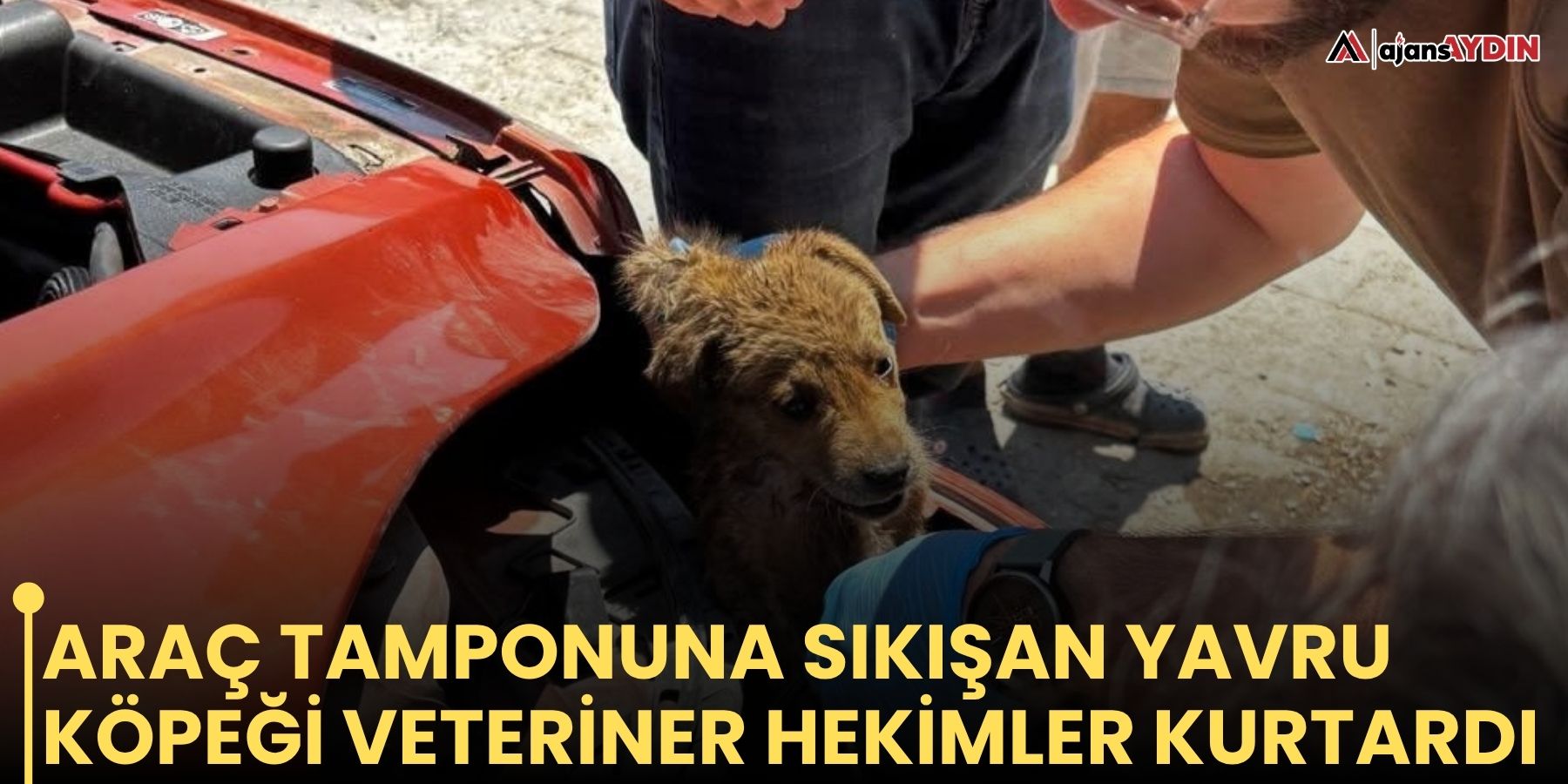 Araç tamponuna sıkışan yavru köpeği veteriner hekimler kurtardı