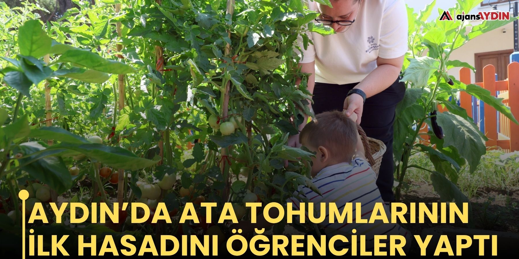 Aydın’da ata tohumlarının ilk hasadını öğrenciler yaptı