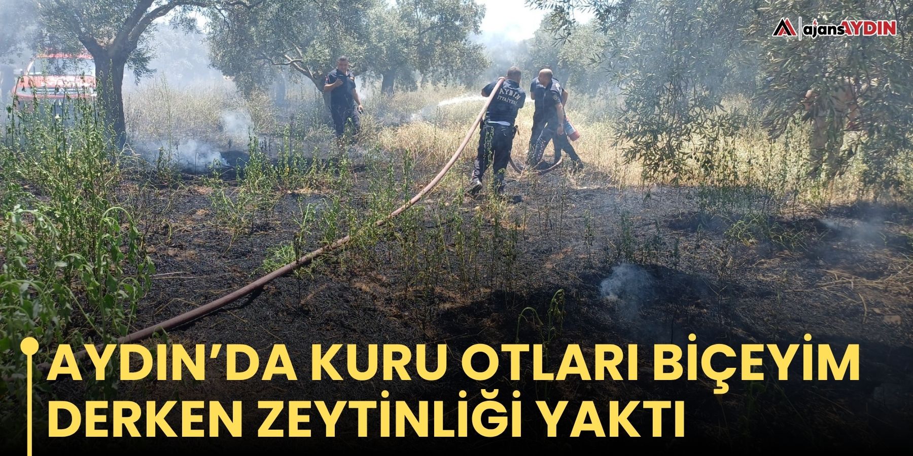 Aydın’da kuru otları biçeyim derken zeytinliği yaktı
