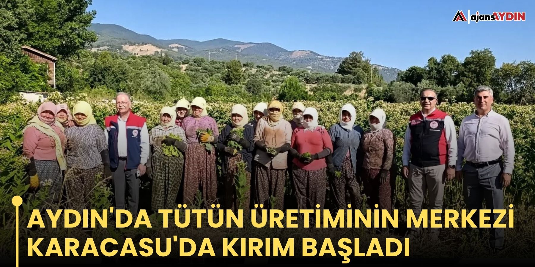 Aydın'da tütün üretiminin merkezi Karacasu'da kırım başladı