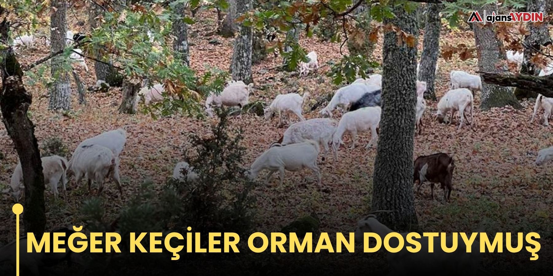 Meğer keçiler orman dostuymuş