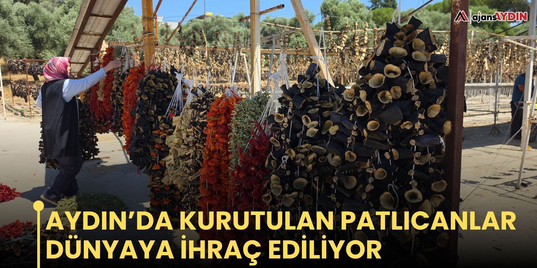 Aydın’da kurutulan patlıcanlar dünyaya ihraç ediliyor