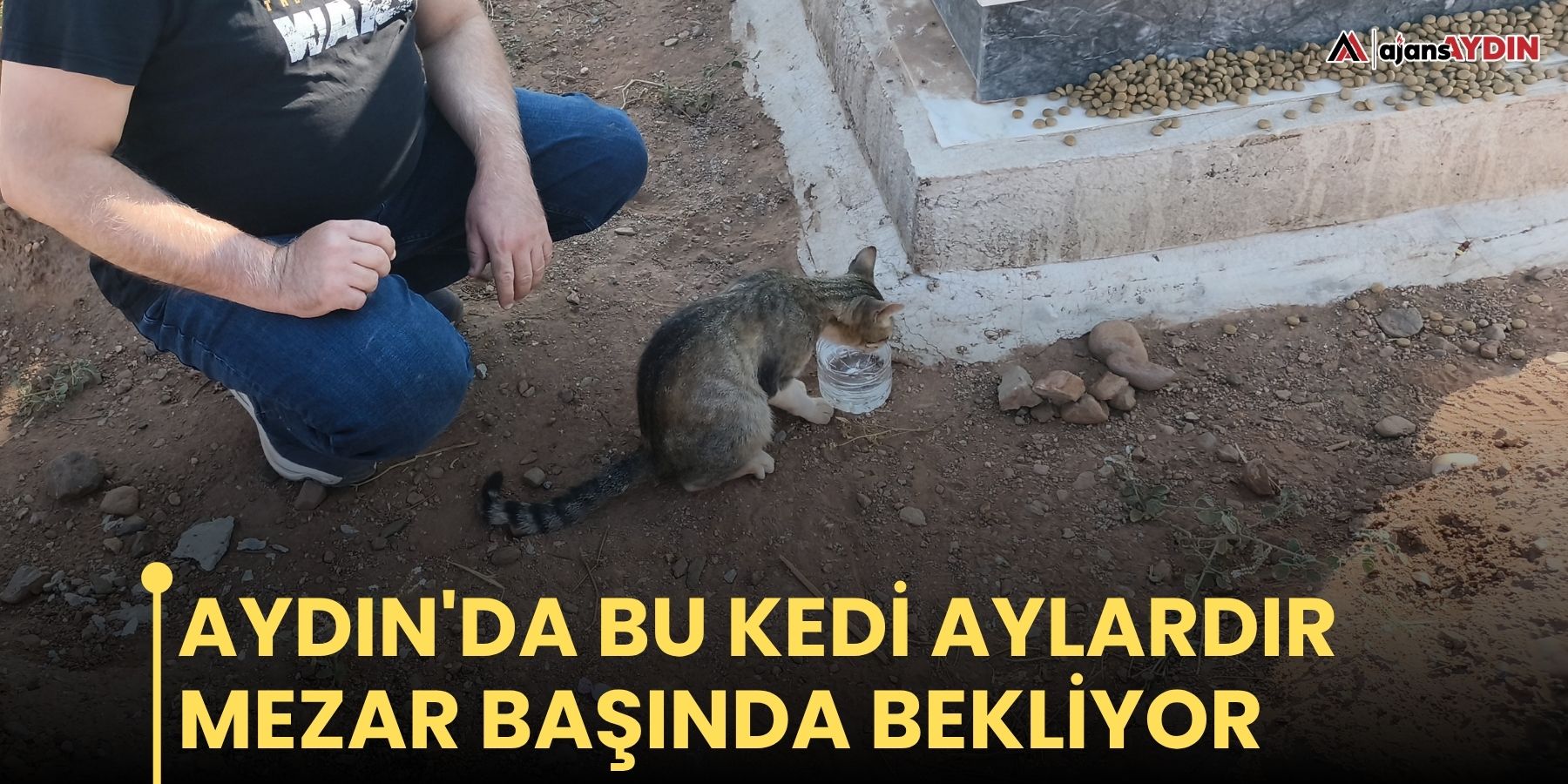 Aydın'da bu kedi aylardır mezar başında bekliyor