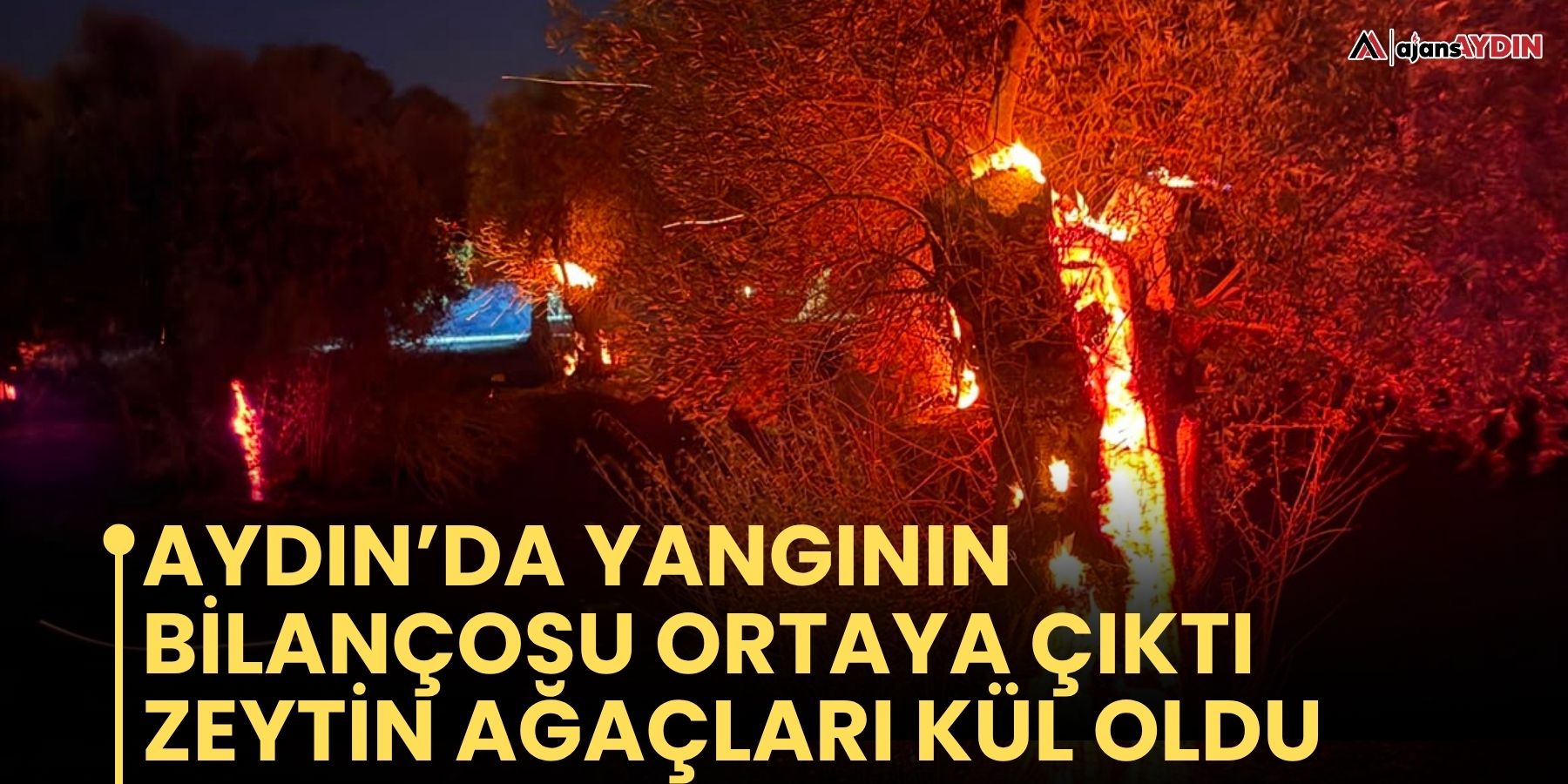 Aydın’da yangının bilançosu ortaya çıktı  Zeytin ağaçları kül oldu