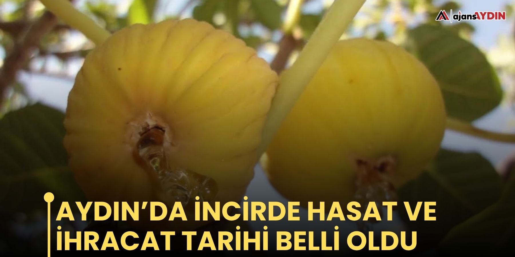 Aydın’da incirde hasat ve ihracat tarihi belli oldu