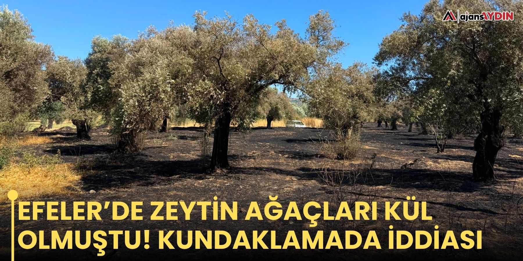 Efeler’de zeytin ağaçları kül olmuştu! Kundaklamada iddiası