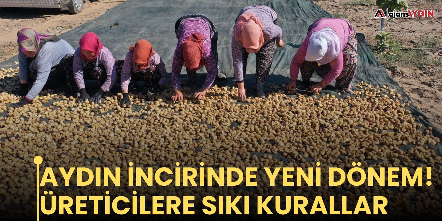 Aydın incirinde yeni dönem! Üreticilere sıkı kurallar