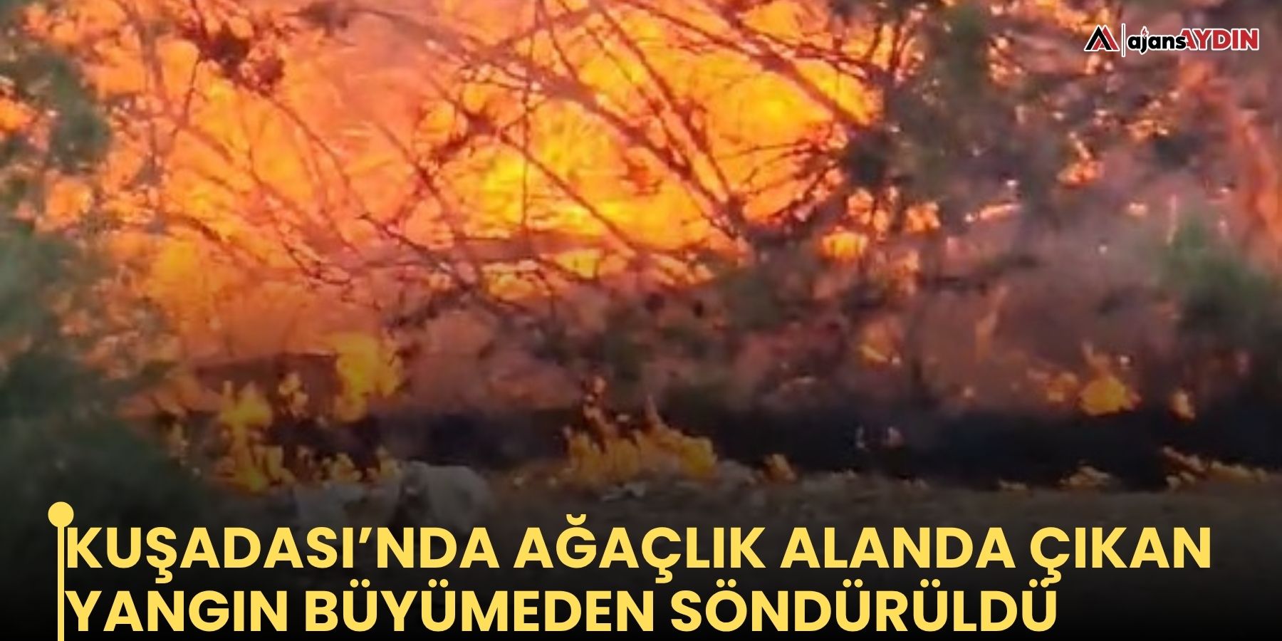Kuşadası’nda ağaçlık alanda çıkan yangın büyümeden söndürüldü