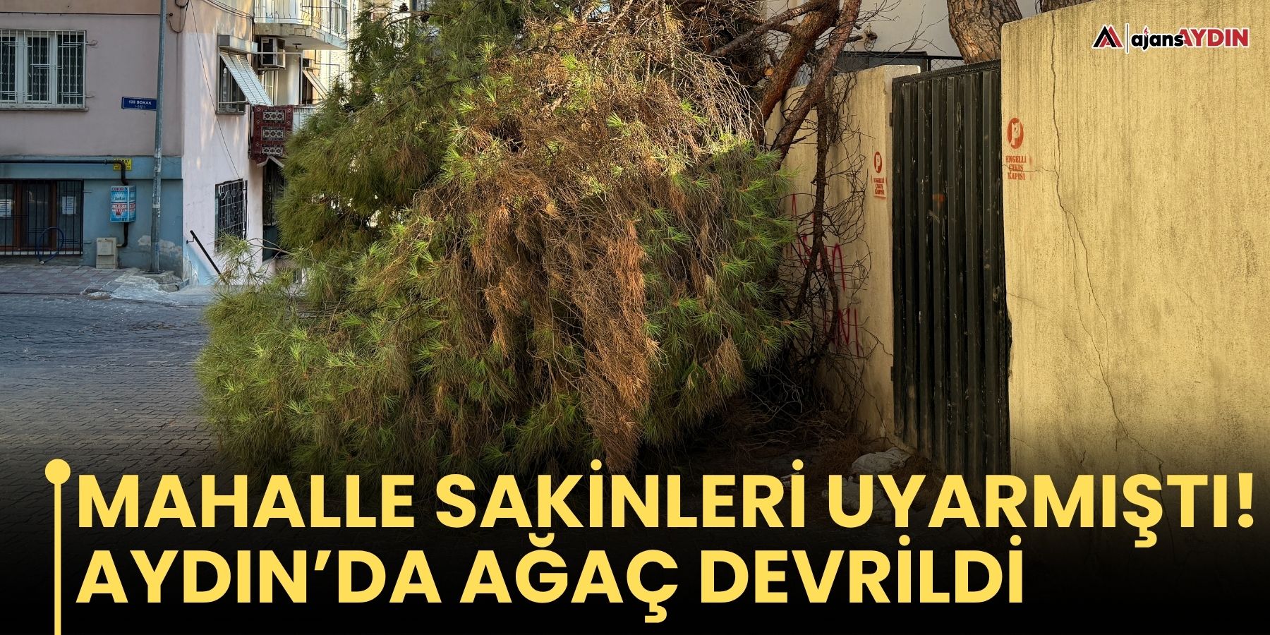 Efeler'de okul bahçesindeki ağaç yola devrildi