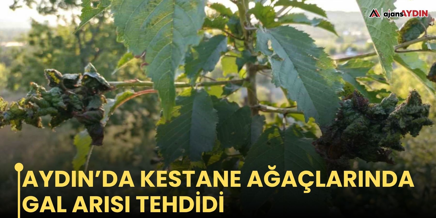 Aydın’da kestane ağaçlarında gal arısı tehdidi
