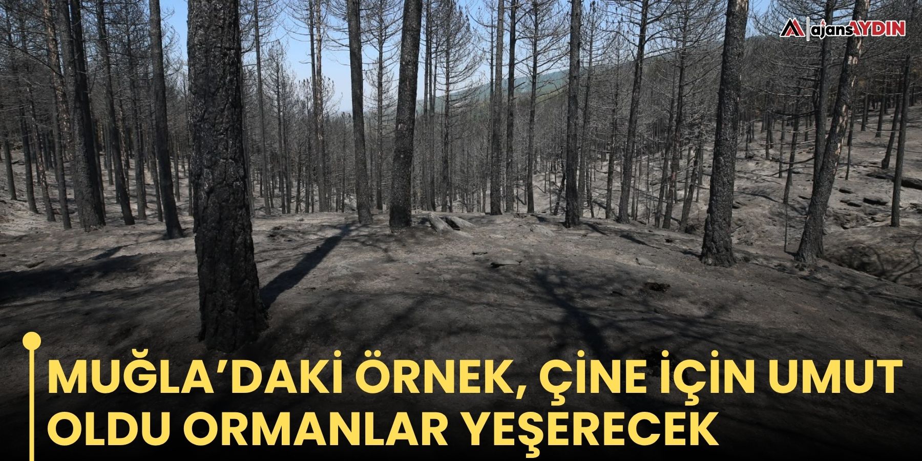 Muğla’daki örnek, Çine için umut oldu   Ormanlar yeşerecek