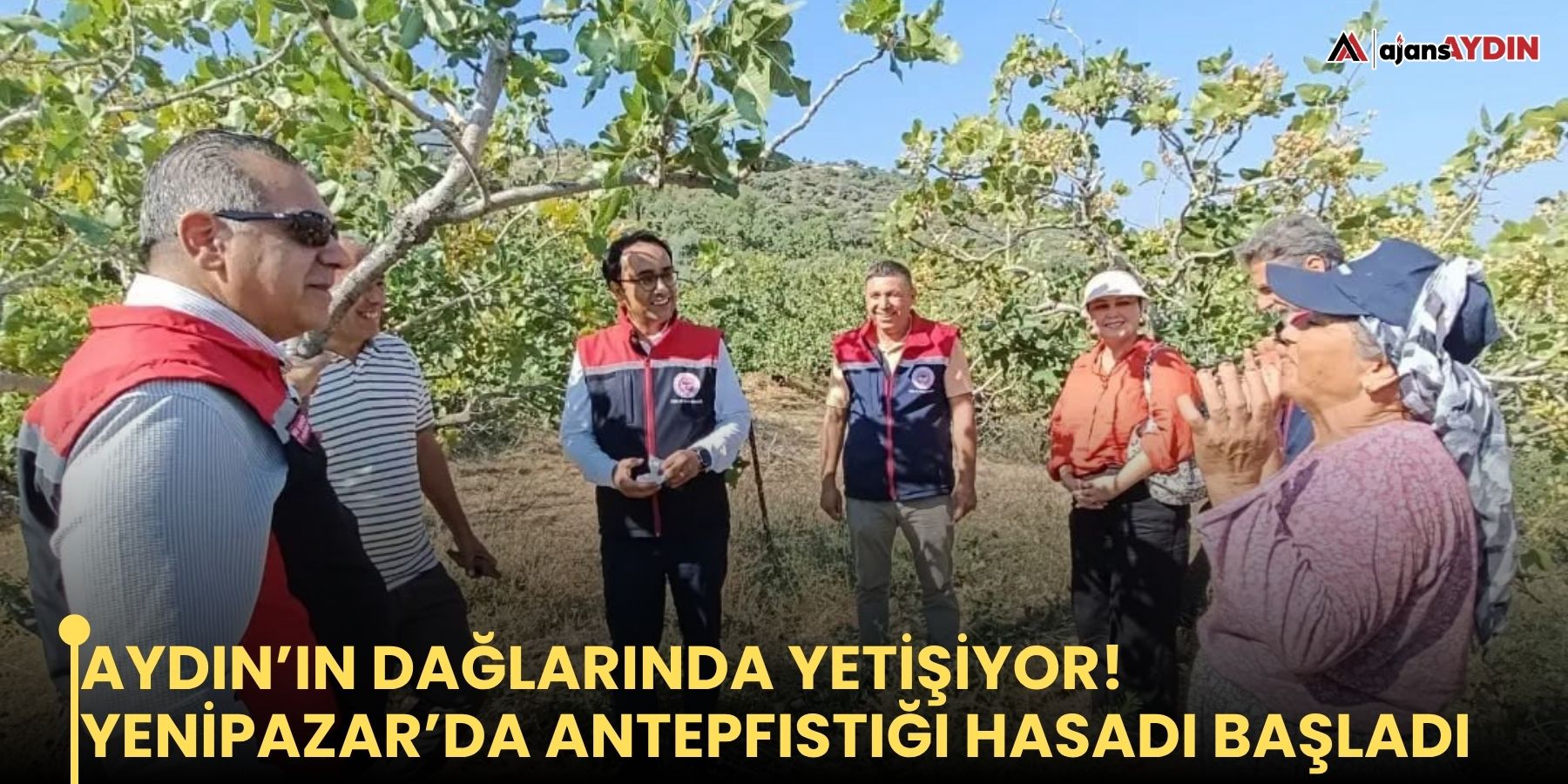 Aydın’ın dağlarında yetişiyor! Yenipazar’da antepfıstığı hasadı başladı