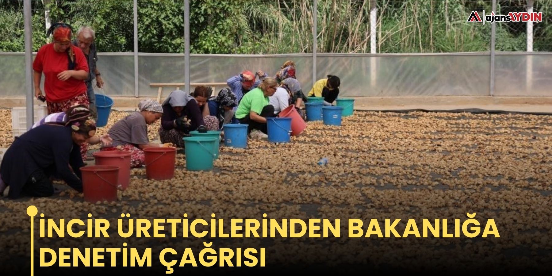 İncir üreticilerinden Bakanlığa denetim çağrısı