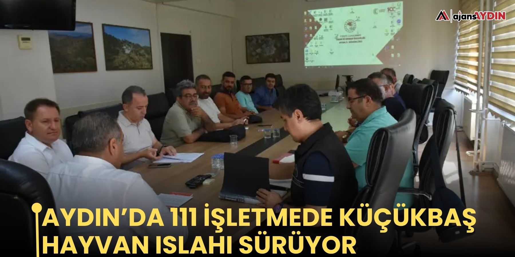 Aydın’da 111 işletmede küçükbaş hayvan ıslahı sürüyor