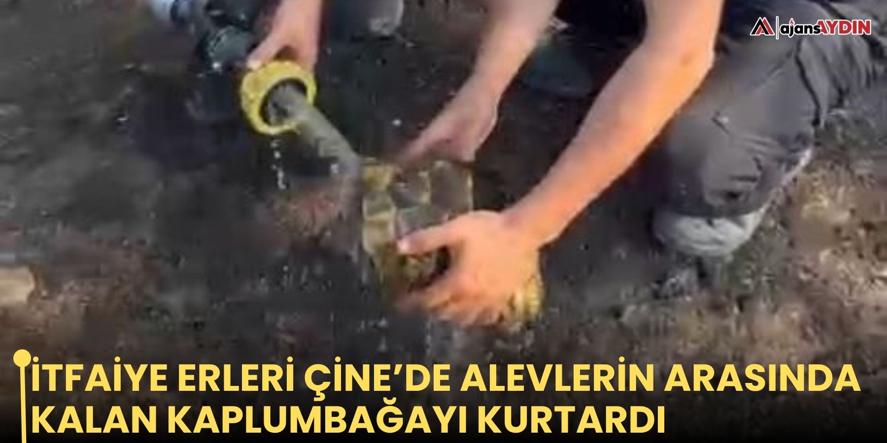 İtfaiye erleri Çine’de alevlerin arasında kalan kaplumbağayı kurtardı
